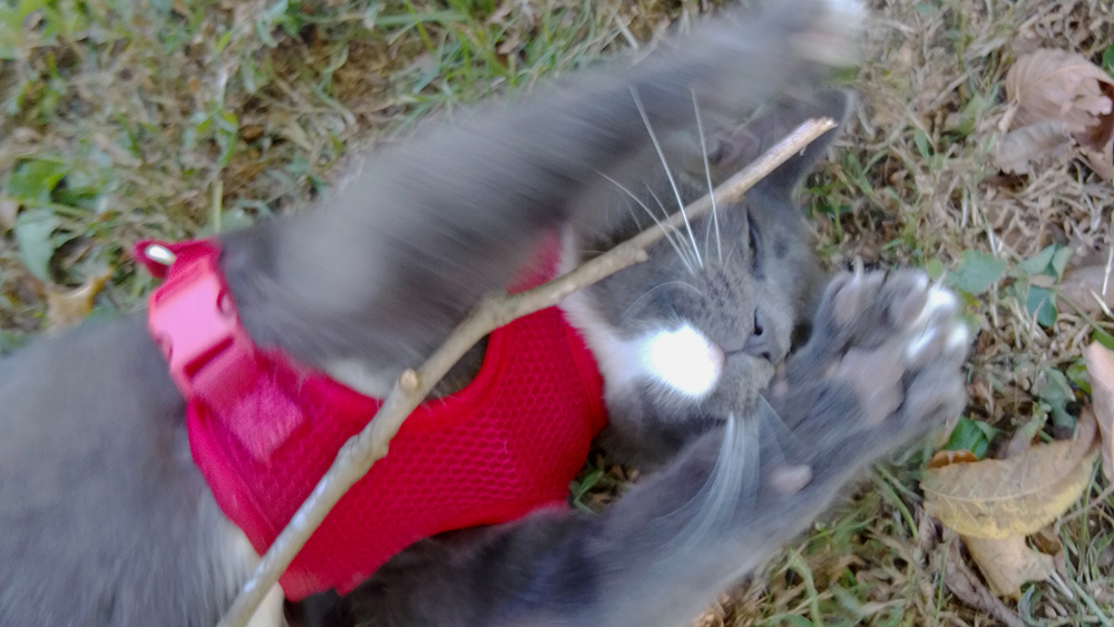 Cat playing with twig